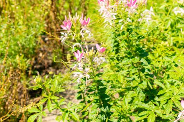 Saint Gallen, İsviçre, 14 Temmuz 2024 Cleome Spinosa veya botanik bahçesindeki dikenli örümcek çiçeği