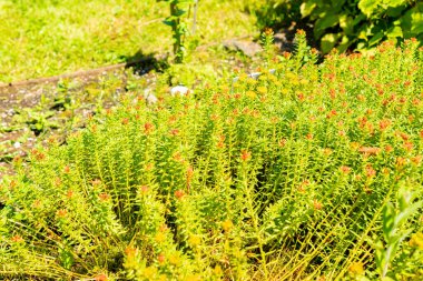 Saint Gallen, İsviçre, 14 Temmuz 2024 Rhodiola Crassipes bitkisi botanik bahçesinde.