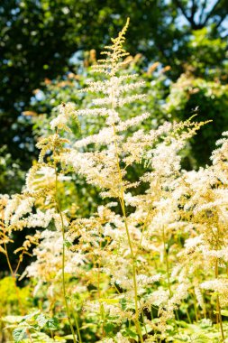 Saint Gallen, İsviçre, 14 Temmuz 2024 Astilbe Thunbergia bitkisi botanik bahçesinde.