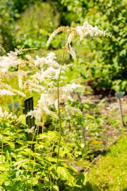 Saint Gallen, İsviçre, 14 Temmuz 2024 Astilbe Thunbergia bitkisi botanik bahçesinde.