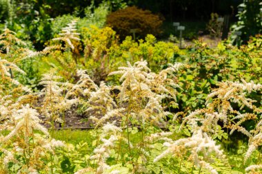 Saint Gallen, İsviçre, 14 Temmuz 2024 Astilbe Thunbergia bitkisi botanik bahçesinde.
