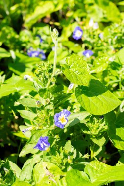 Saint Gallen, Switzerland, July 14, 2024 Convolvolus Tricolor or dwarf morning,glory plant at the botanical garden clipart