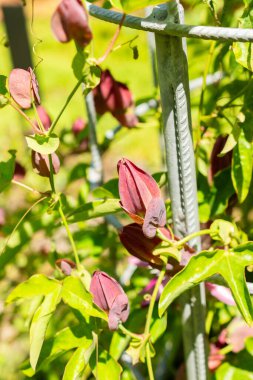 Saint Gallen, İsviçre, 14 Temmuz 2024 Passiflora X Violacea veya botanik bahçesindeki mor tutku çiçeği