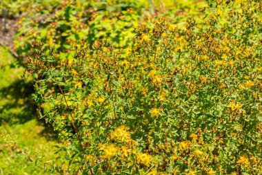 Saint Gallen, İsviçre, 14 Temmuz 2024 Hypericum Maculatum veya botanik bahçesindeki delinmemiş bitki