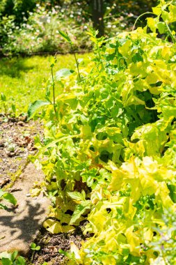 Saint Gallen, İsviçre, 14 Temmuz 2024 Acanthus Macar bitkisi botanik bahçesinde