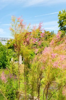 Saint Gallen, İsviçre, 14 Temmuz 2024 Tamarix Pentandra veya botanik bahçesindeki beş stamen tamarisk bitkisi
