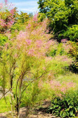 Saint Gallen, İsviçre, 14 Temmuz 2024 Tamarix Pentandra veya botanik bahçesindeki beş stamen tamarisk bitkisi