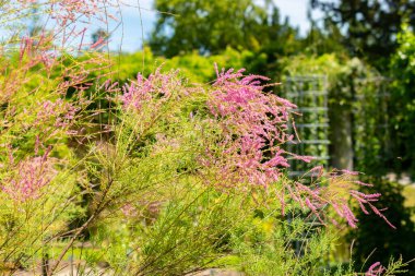 Saint Gallen, Switzerland, July 14, 2024 Tamarix Pentandra or five stamen tamarisk plant at the botanical garden clipart