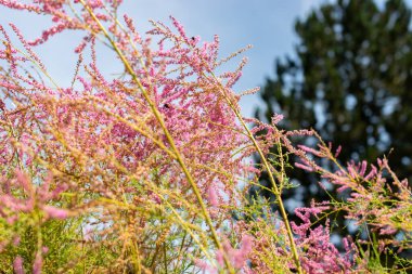 Saint Gallen, Switzerland, July 14, 2024 Tamarix Pentandra or five stamen tamarisk plant at the botanical garden clipart