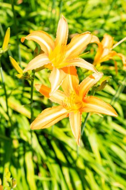 Saint Gallen, İsviçre, 14 Temmuz 2024 Hemerocallis Fulva veya botanik bahçesindeki portakal çiçeği bitkisi