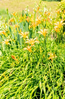 Saint Gallen, İsviçre, 14 Temmuz 2024 Hemerocallis Fulva veya botanik bahçesindeki portakal çiçeği bitkisi