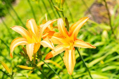 Saint Gallen, İsviçre, 14 Temmuz 2024 Hemerocallis Fulva veya botanik bahçesindeki portakal çiçeği bitkisi