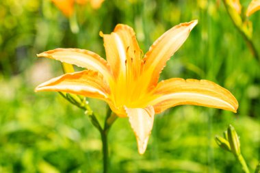 Saint Gallen, İsviçre, 14 Temmuz 2024 Hemerocallis Fulva veya botanik bahçesindeki portakal çiçeği bitkisi