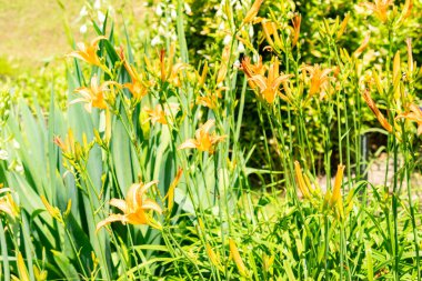 Saint Gallen, İsviçre, 14 Temmuz 2024 Hemerocallis Fulva veya botanik bahçesindeki portakal çiçeği bitkisi