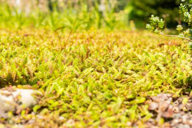 Saint Gallen, Switzerland, July 14, 2024 Leptinella Squalida plant at the botanical garden clipart