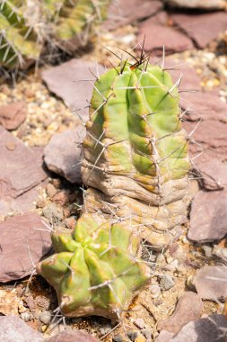 Saint Gallen, İsviçre, 14 Temmuz 2024 Echinocereus Triglochidiatus veya botanik bahçesindeki Kingcup kaktüsü