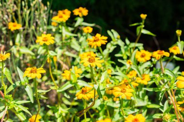 Saint Gallen, İsviçre, 14 Temmuz 2024 Zinnia Angustifolia veya botanik bahçesindeki dar yapraklı zinnia bitkisi