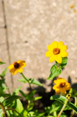 Saint Gallen, İsviçre, 14 Temmuz 2024 Zinnia Angustifolia veya botanik bahçesindeki dar yapraklı zinnia bitkisi