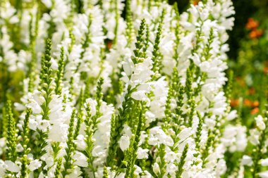 Saint Gallen, İsviçre, 14 Temmuz 2024 Physostegia Virginiana veya botanik bahçesindeki sahte ejderha başı bitkisi