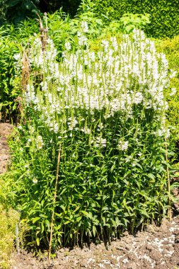 Saint Gallen, Switzerland, July 14, 2024 Physostegia Virginiana or false dragonhead plant at the botanical garden clipart