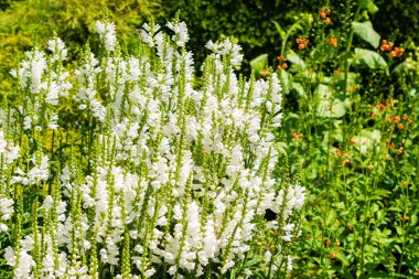 Saint Gallen, İsviçre, 14 Temmuz 2024 Physostegia Virginiana veya botanik bahçesindeki sahte ejderha başı bitkisi