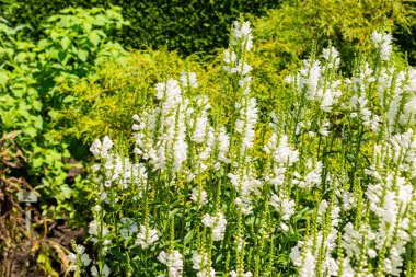 Saint Gallen, Switzerland, July 14, 2024 Physostegia Virginiana or false dragonhead plant at the botanical garden clipart