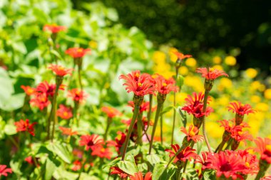 Saint Gallen, İsviçre, 14 Temmuz 2024 Zinnia Peruviana bitkisi botanik bahçesinde