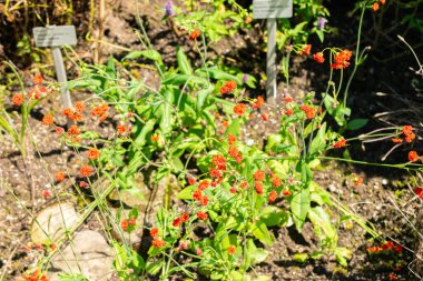 Saint Gallen, İsviçre, 14 Temmuz 2024 Emilia Coccinea bitkisi botanik bahçesinde