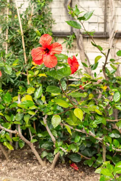 stock image Saint Gallen, Switzerland, July 14, 2024 Hibiscus Rosa Sinensis or chinese hibiscus plant at the botanical garden