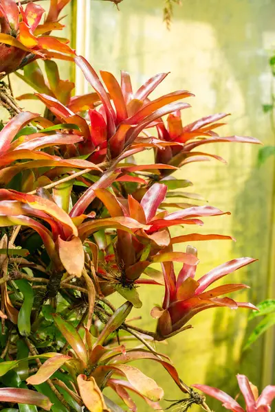 stock image Saint Gallen, Switzerland, July 14, 2024 Aechmea Caudata plant at the botanical garden