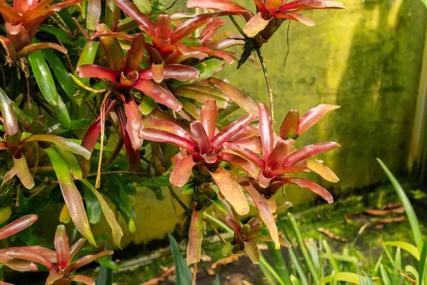 stock image Saint Gallen, Switzerland, July 14, 2024 Aechmea Caudata plant at the botanical garden