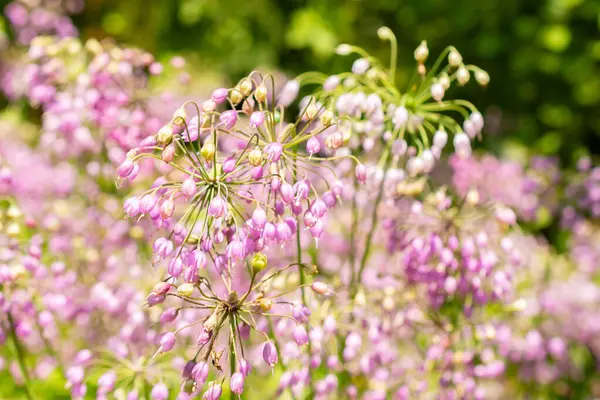 stock image Saint Gallen, Switzerland, July 14, 2024 Allium Cernuum or nodding onion plant at the botanical garden