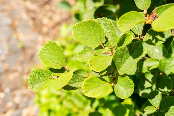 Saint Gallen, İsviçre, 14 Temmuz 2024 Fothergilla Gardenii veya botanik bahçesindeki cadı gülü fabrikası