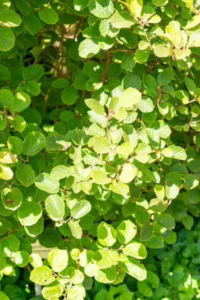 Saint Gallen, İsviçre, 14 Temmuz 2024 Fothergilla Gardenii veya botanik bahçesindeki cadı gülü fabrikası