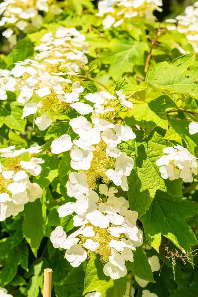 Saint Gallen, İsviçre, 14 Temmuz 2024 Hydrangea Quercifolia veya botanik bahçesindeki meşe yaprağı ortanca bitkisi