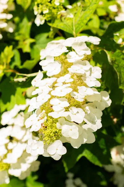 Saint Gallen, İsviçre, 14 Temmuz 2024 Hydrangea Quercifolia veya botanik bahçesindeki meşe yaprağı ortanca bitkisi