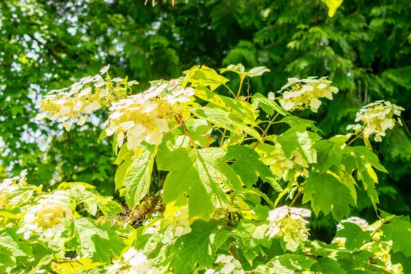 Saint Gallen, İsviçre, 14 Temmuz 2024 Hydrangea Quercifolia veya botanik bahçesindeki meşe yaprağı ortanca bitkisi