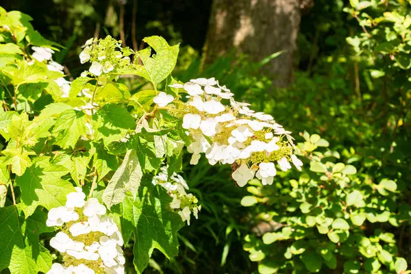 Saint Gallen, İsviçre, 14 Temmuz 2024 Hydrangea Quercifolia veya botanik bahçesindeki meşe yaprağı ortanca bitkisi