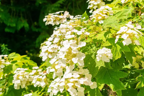 Saint Gallen, İsviçre, 14 Temmuz 2024 Hydrangea Quercifolia veya botanik bahçesindeki meşe yaprağı ortanca bitkisi