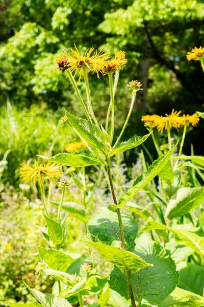 stock image Saint Gallen, Switzerland, July 14, 2024 Inula Magnifica or giant fleabane plant at the botanical garden