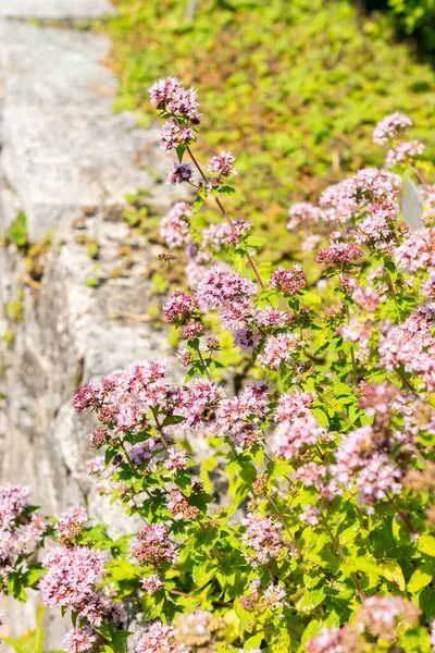 Saint Gallen, İsviçre, 14 Temmuz 2024 Origanum Vulgare veya botanik bahçesindeki kekik bitkisi