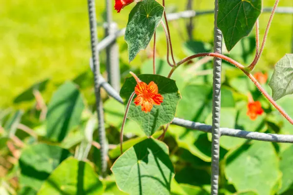 Stock image Saint Gallen, Switzerland, July 14, 2024 Tropaeolum Peltophorum or nasturtium plant at the botanical garden