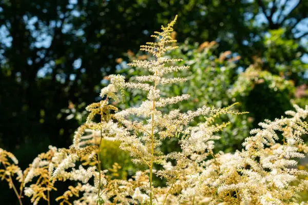 stock image Saint Gallen, Switzerland, July 14, 2024 Astilbe Thunbergia plant at the botanical garden