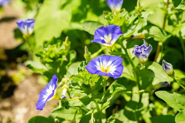 stock image Saint Gallen, Switzerland, July 14, 2024 Convolvolus Tricolor or dwarf morning,glory plant at the botanical garden