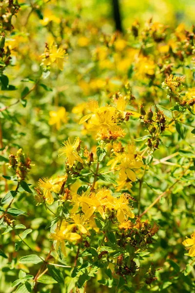 stock image Saint Gallen, Switzerland, July 14, 2024 Hypericum Maculatum or imperforate plant at the botanical garden