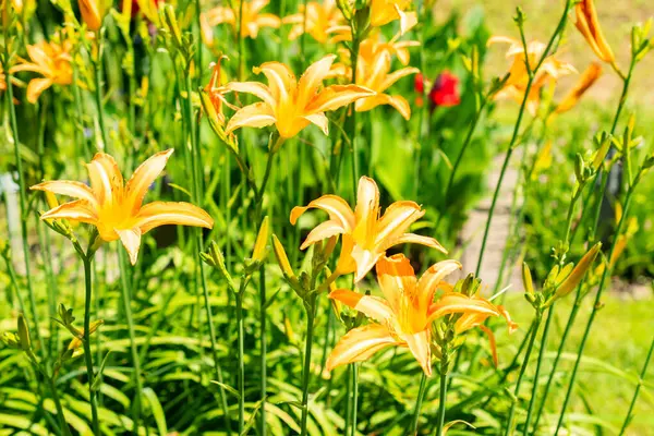 Saint Gallen, İsviçre, 14 Temmuz 2024 Hemerocallis Fulva veya botanik bahçesindeki portakal çiçeği bitkisi