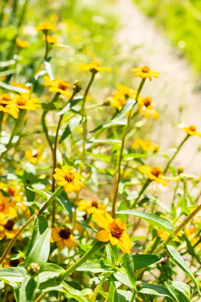 stock image Saint Gallen, Switzerland, July 14, 2024 Zinnia Angustifolia or narrowleaf zinnia plant at the botanical garden