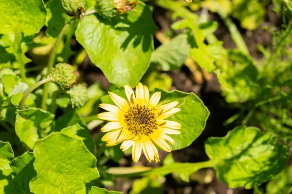 stock image Saint Gallen, Switzerland, July 14, 2024 Arctotheca Calendula or capeweed plant at the botanical garden