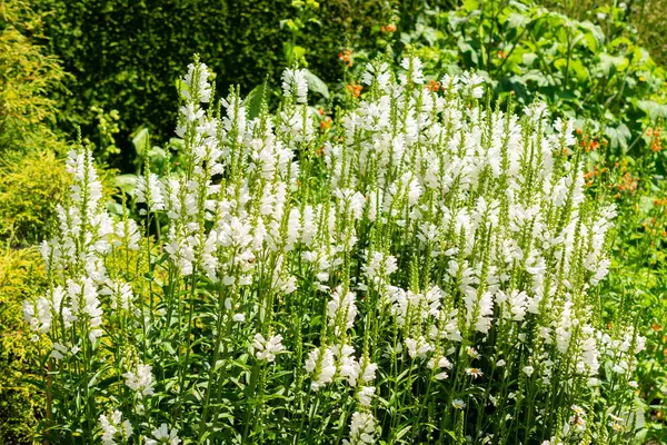 Saint Gallen, İsviçre, 14 Temmuz 2024 Physostegia Virginiana veya botanik bahçesindeki sahte ejderha başı bitkisi