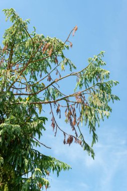 Saint Gallen, İsviçre, 14 Temmuz 2024 Taiwania Cryptomerioides botanik bahçesindeki ağaç
